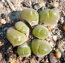 Load image into Gallery viewer, Gibbaeum pilosulum