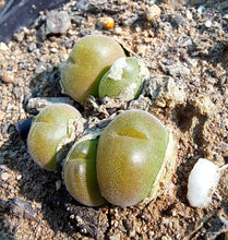 Load image into Gallery viewer, Gibbaeum pilosulum