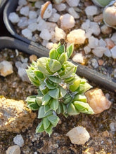 Load image into Gallery viewer, Antimima fenestrata