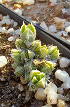 Load image into Gallery viewer, Antimima fenestrata