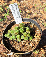 Load image into Gallery viewer, Monanthus polyphylla