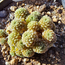 Load image into Gallery viewer, Monanthus polyphylla