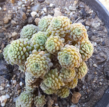 Load image into Gallery viewer, Monanthus polyphylla