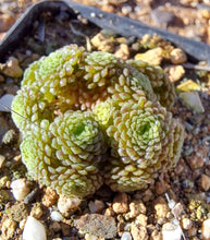 Load image into Gallery viewer, Monanthus polyphylla