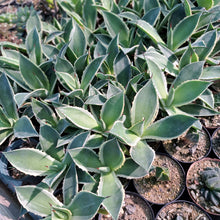 Load image into Gallery viewer, Agave mitis cv. Multicolor