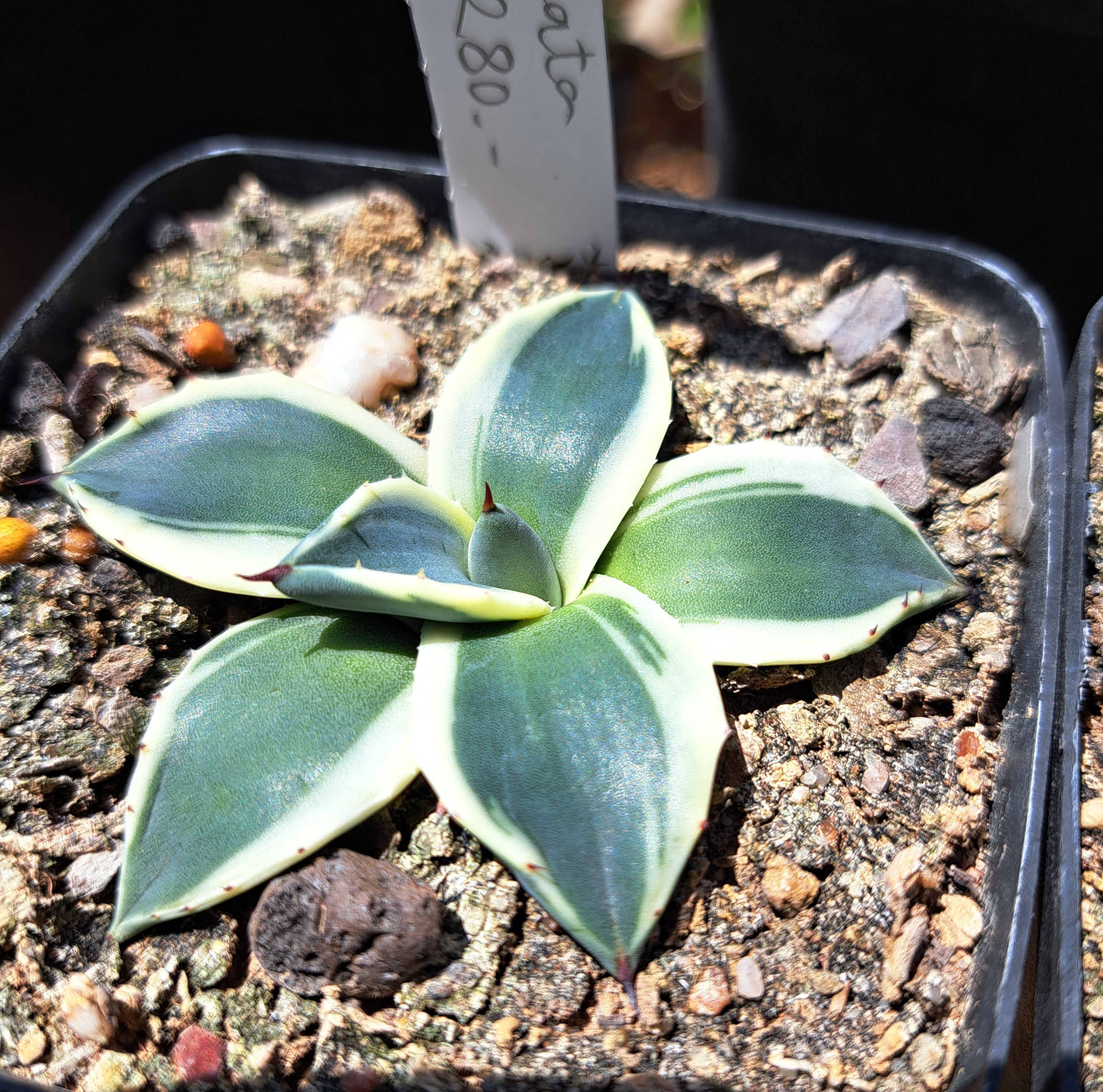 フラワー・ガーデニング Agave applanata 'Butter Cream' 68 Agave