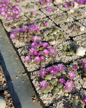 Load image into Gallery viewer, Gibbaeum pilosulum