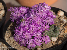 Load image into Gallery viewer, Antimima fenestrata