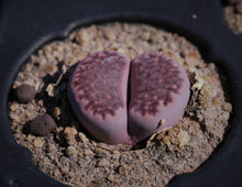 Load image into Gallery viewer, Lithops salicola &#39;Sato&#39;s Violet&#39;

