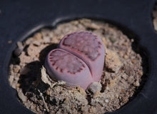 Load image into Gallery viewer, Lithops salicola &#39;Sato&#39;s Violet&#39;
