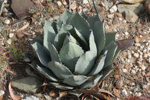 Load image into Gallery viewer, Agave parryi var. truncata