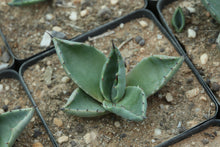 Load image into Gallery viewer, Agave parryi var. truncata