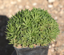 Load image into Gallery viewer, Haworthia chloracantha
