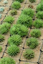 Load image into Gallery viewer, haworthia chloracantha
