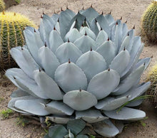 Load image into Gallery viewer, Agave parryi var. truncata
