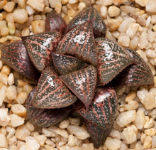 Load image into Gallery viewer, Haworthia splendens (31a)