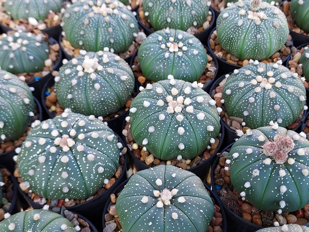 Astrophytum asterias - SEEDS