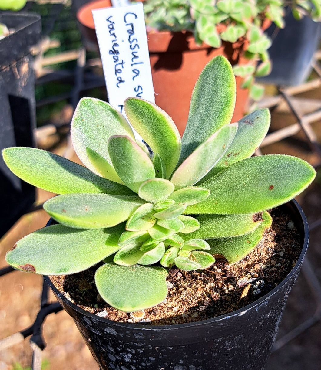 Crassula swaziensis - variegated