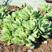 Load image into Gallery viewer, Crassula swaziensis - variegated
