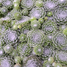 Load image into Gallery viewer, Sempervivum arachnoideum
