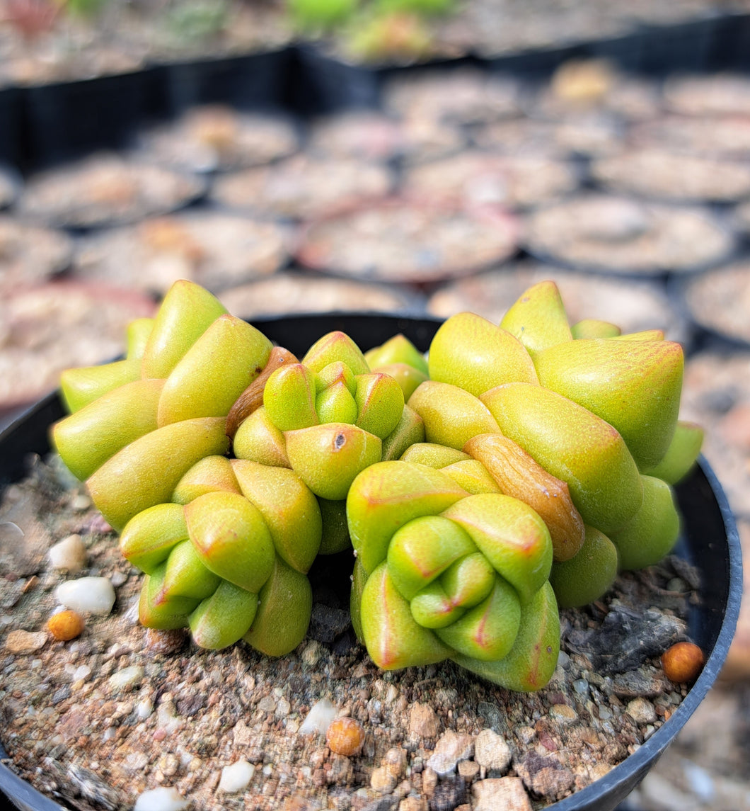 Crassula marchandii