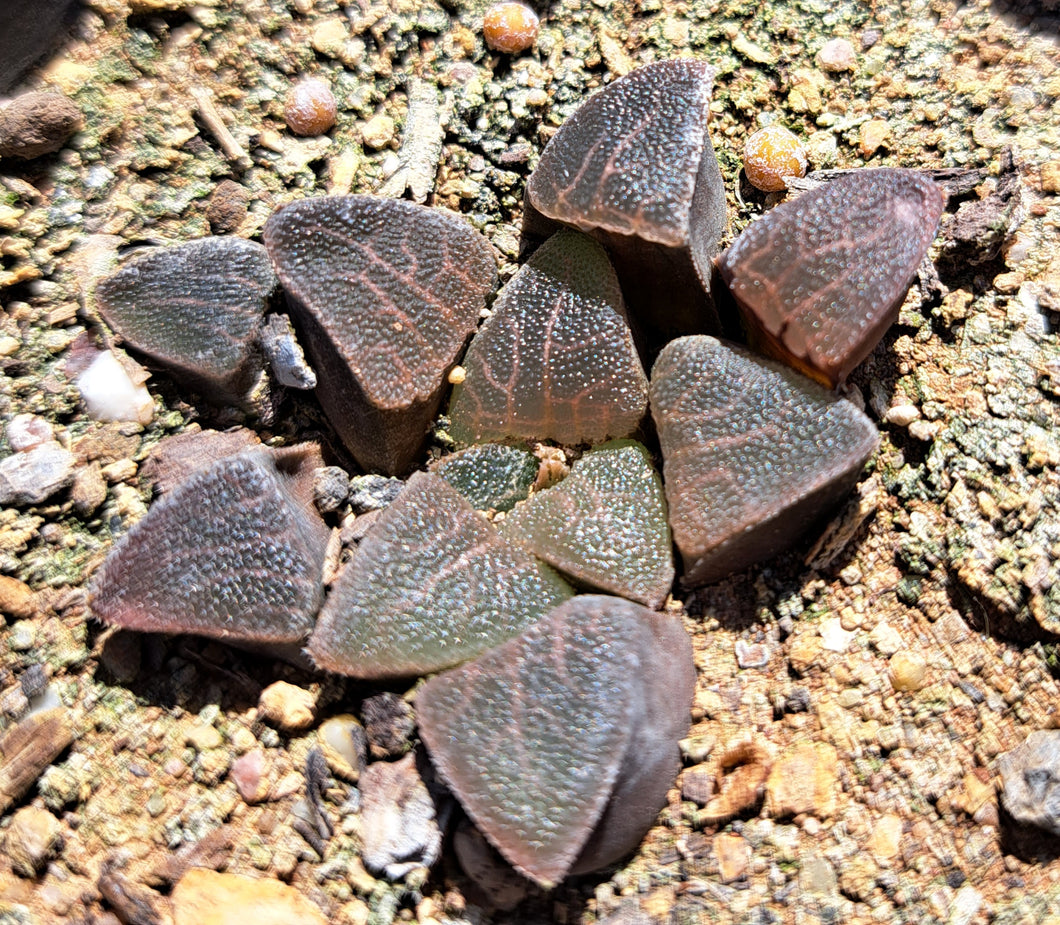 Haworthia bayeri