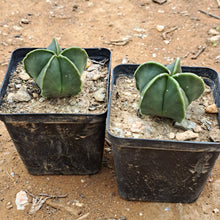 Load image into Gallery viewer, Astrophytum myriostigma var. nudum
