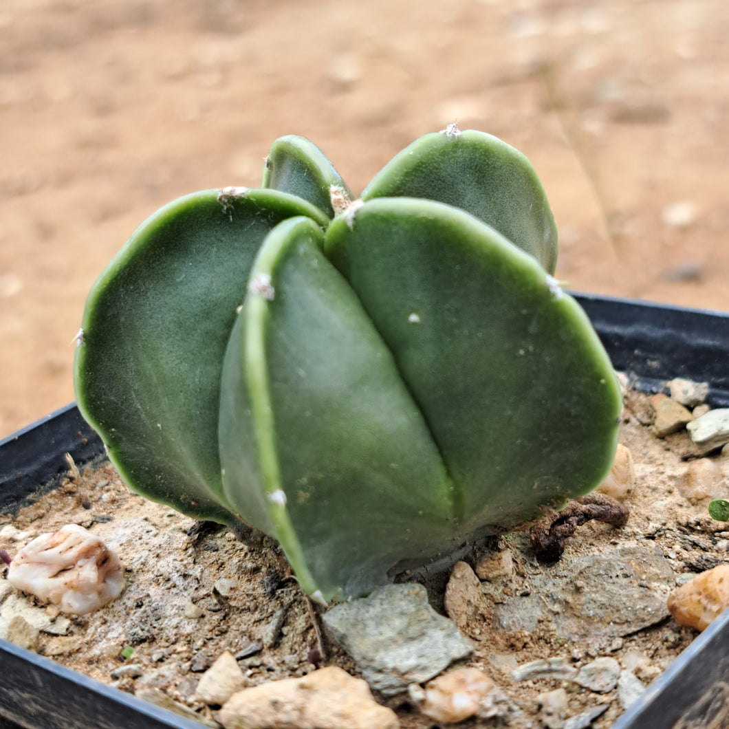 Astrophytum myriostigma var. nudum