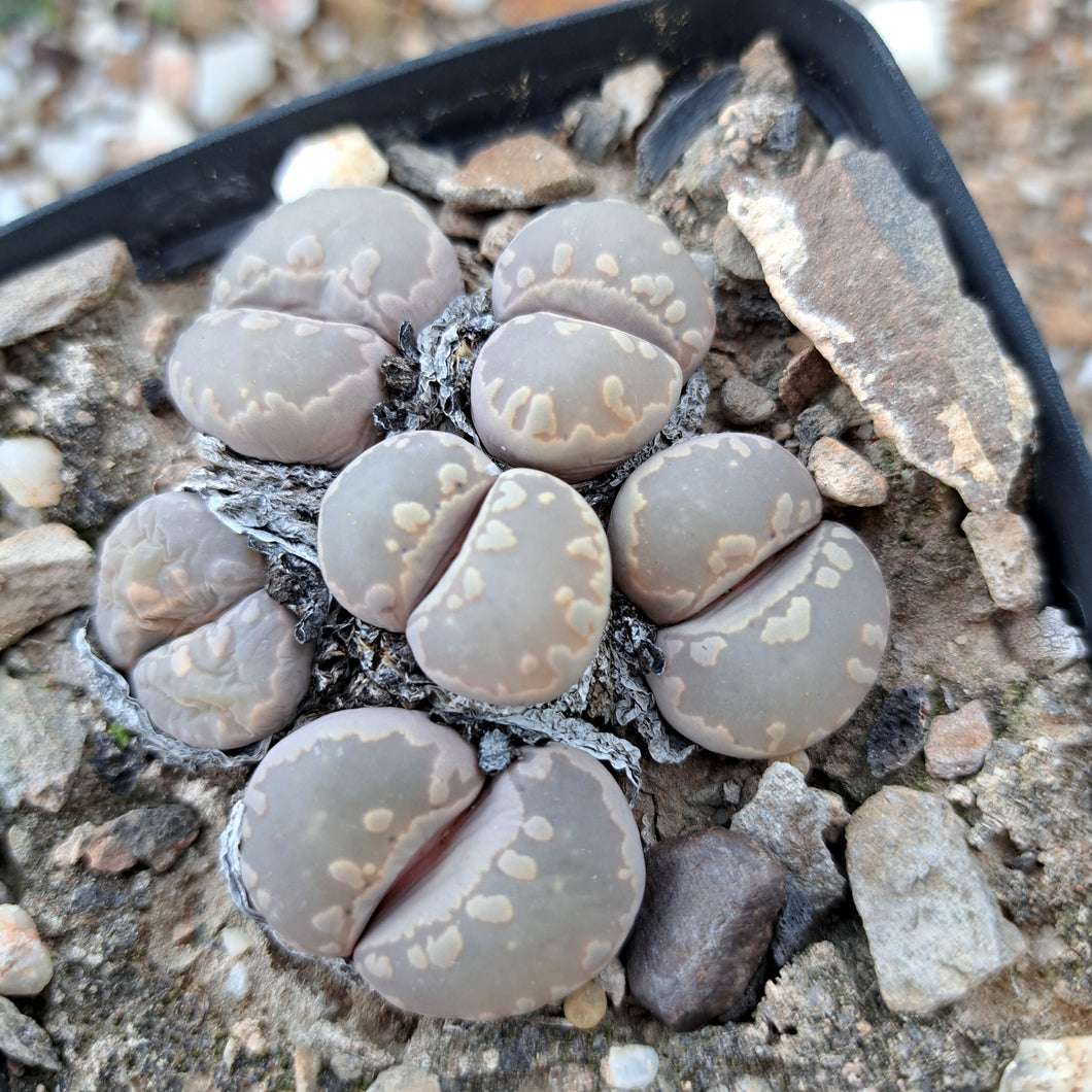 Lithops otzeniana C.128