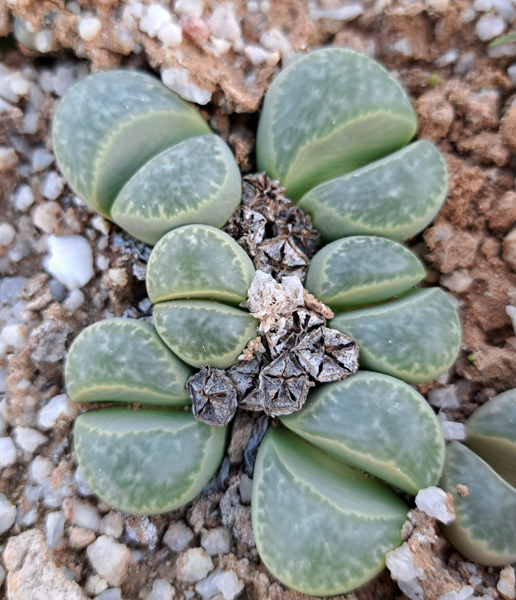 Lithops helmuti - large