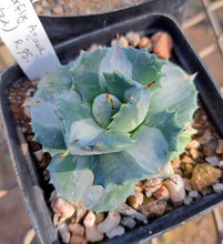 Load image into Gallery viewer, Butterfly Agave (variegated)
