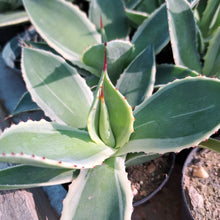 Load image into Gallery viewer, Agave mitis cv. Multicolor
