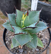 Load image into Gallery viewer, Agave titanota
