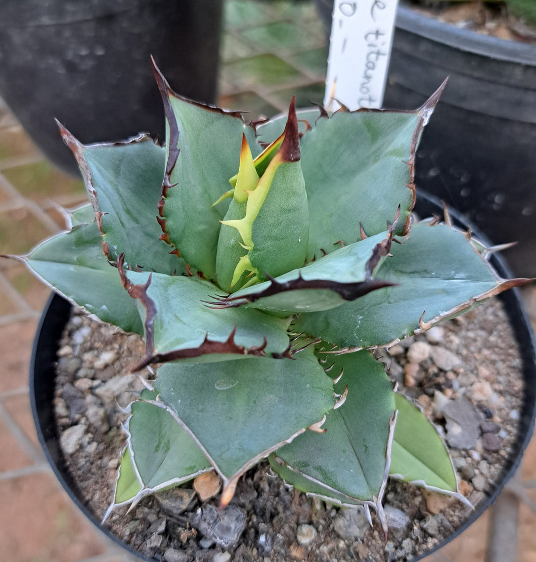 Agave titanota