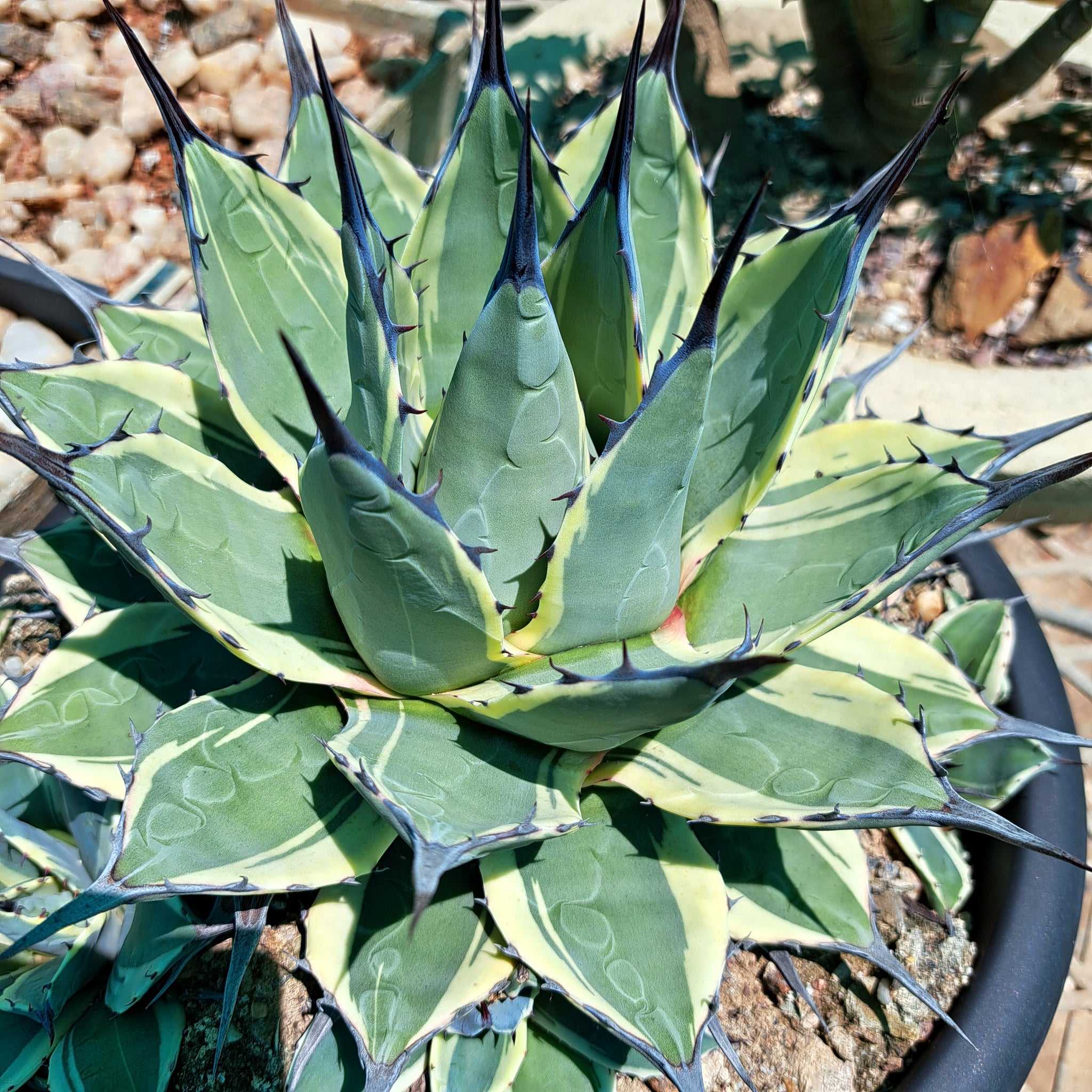 Agave applanata Cream Spike – Aslander's Succulent Shop