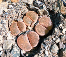 Load image into Gallery viewer, Lithops terricolor
