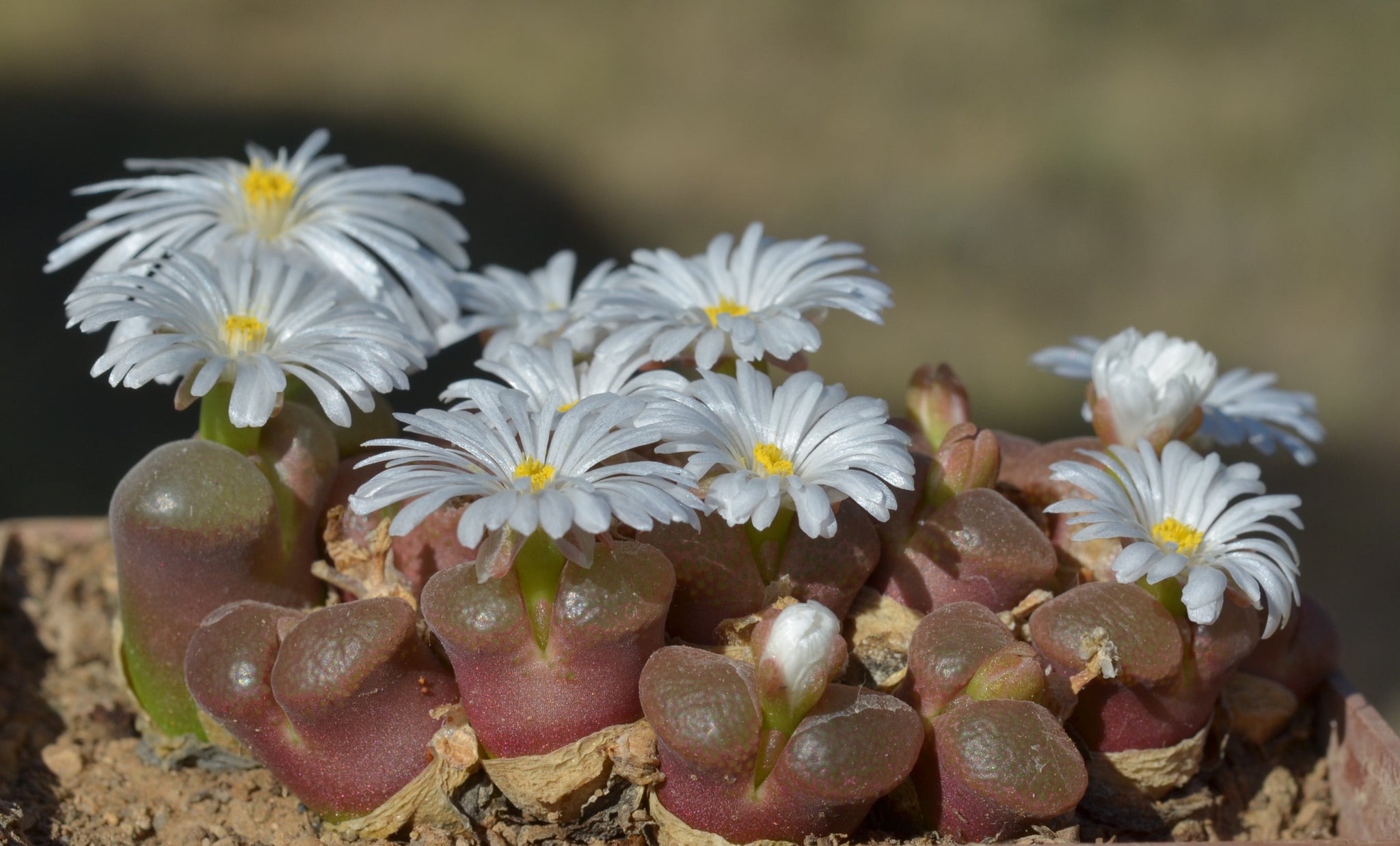Conophytum friedrichiae – Aslander's Succulent Shop