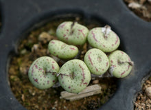 Load image into Gallery viewer, Conophytum fraternum
