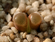 Load image into Gallery viewer, Conophytum friedrichiae
