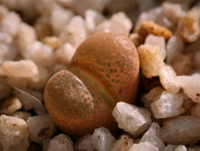 Load image into Gallery viewer, Conophytum friedrichiae
