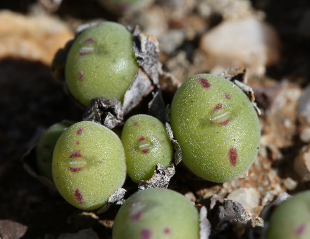 Conophytum chauviniae