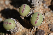 Load image into Gallery viewer, Conophytum chauviniae
