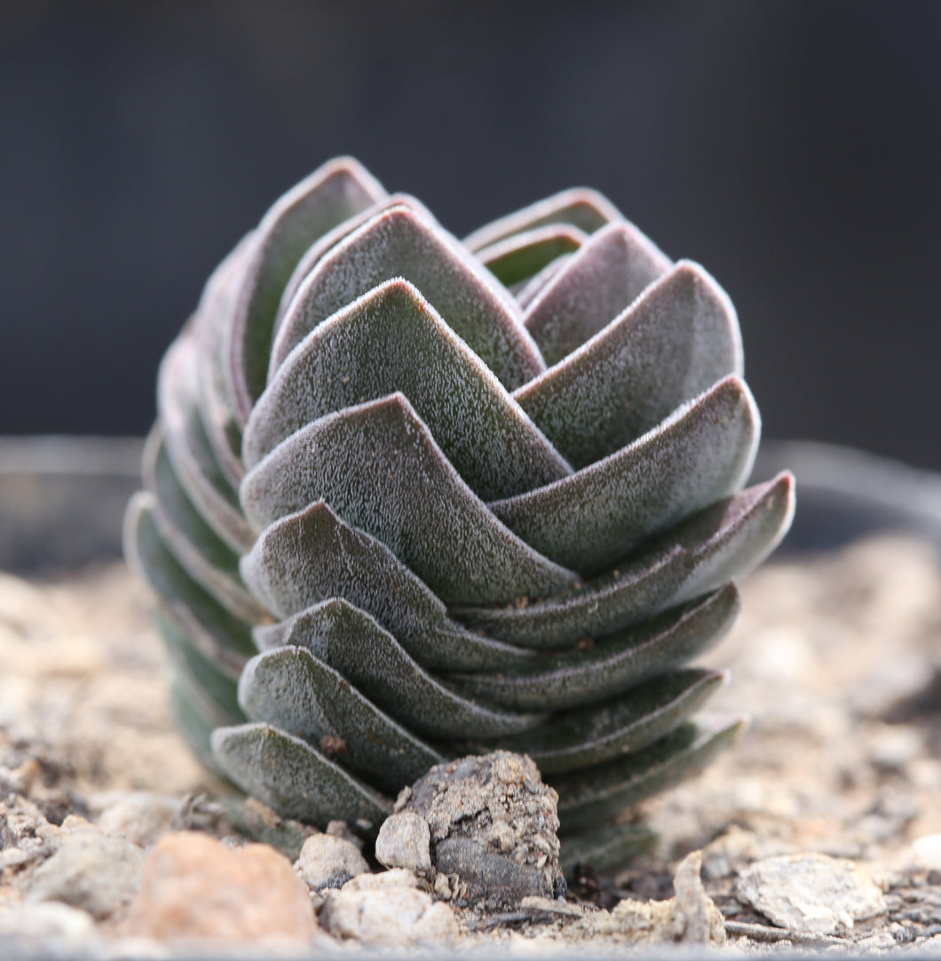 Crassula Buddha's Temple