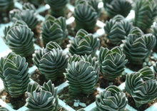 Load image into Gallery viewer, Crassula Buddha&#39;s Temple
