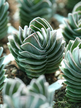 Load image into Gallery viewer, Crassula Buddha&#39;s Temple
