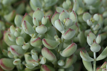 Load image into Gallery viewer, Cotyledon pendens - Kransklokkies
