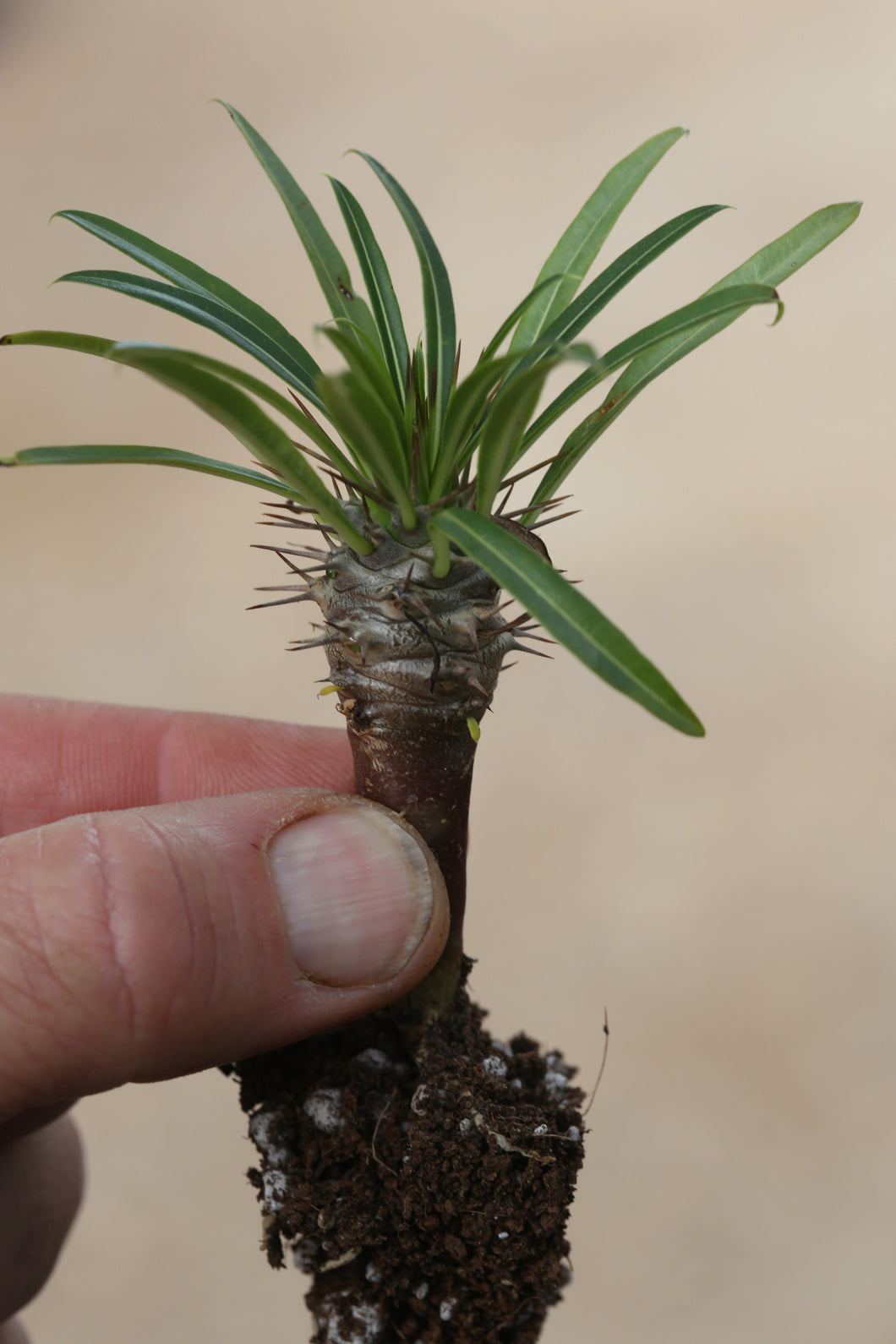 Madagascar Palm - Pachypodium lamerei