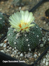 Load image into Gallery viewer, Astrophytum asterias
