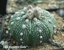 Load image into Gallery viewer, Astrophytum asterias
