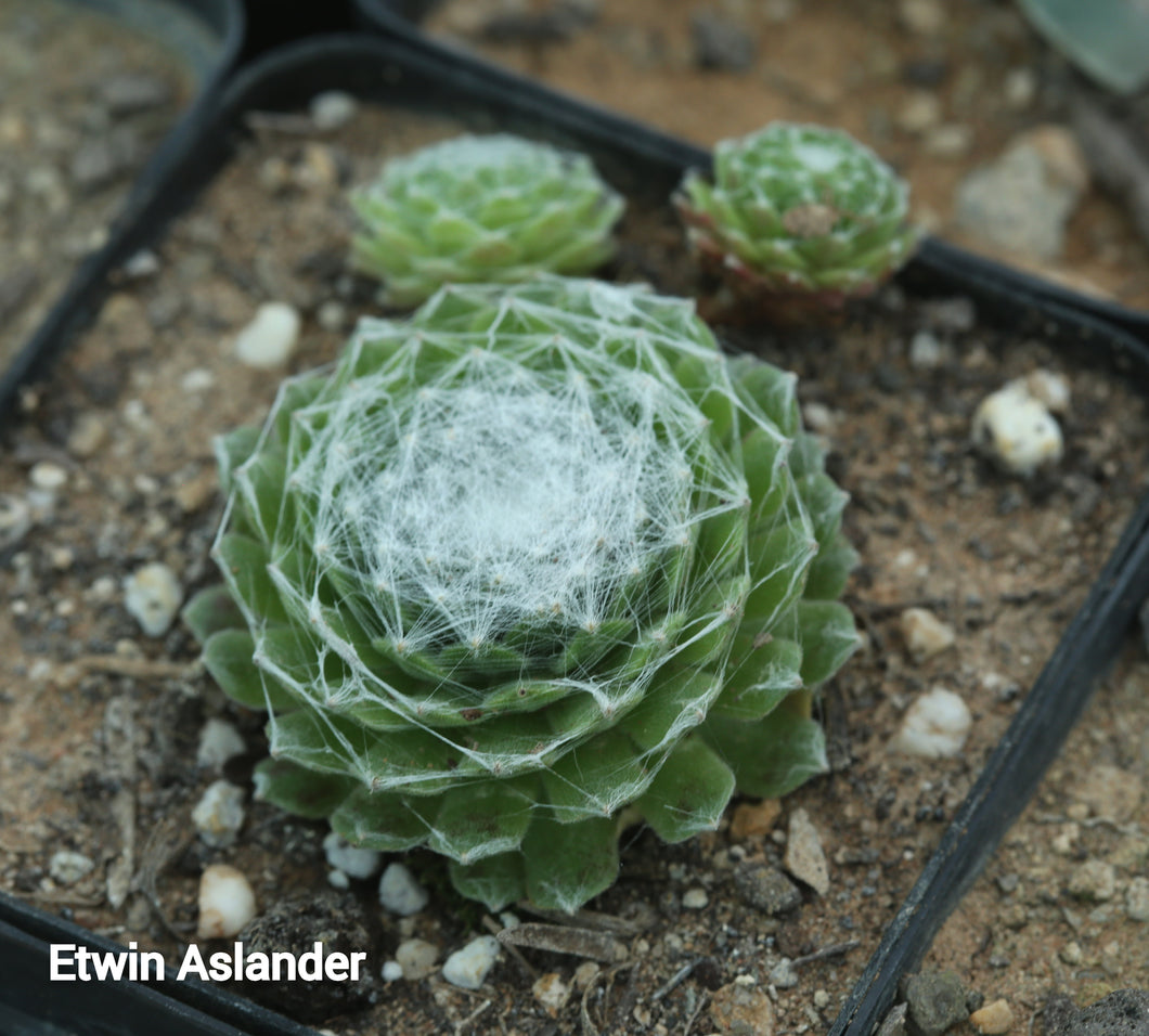 Sempervivum arachnoideum